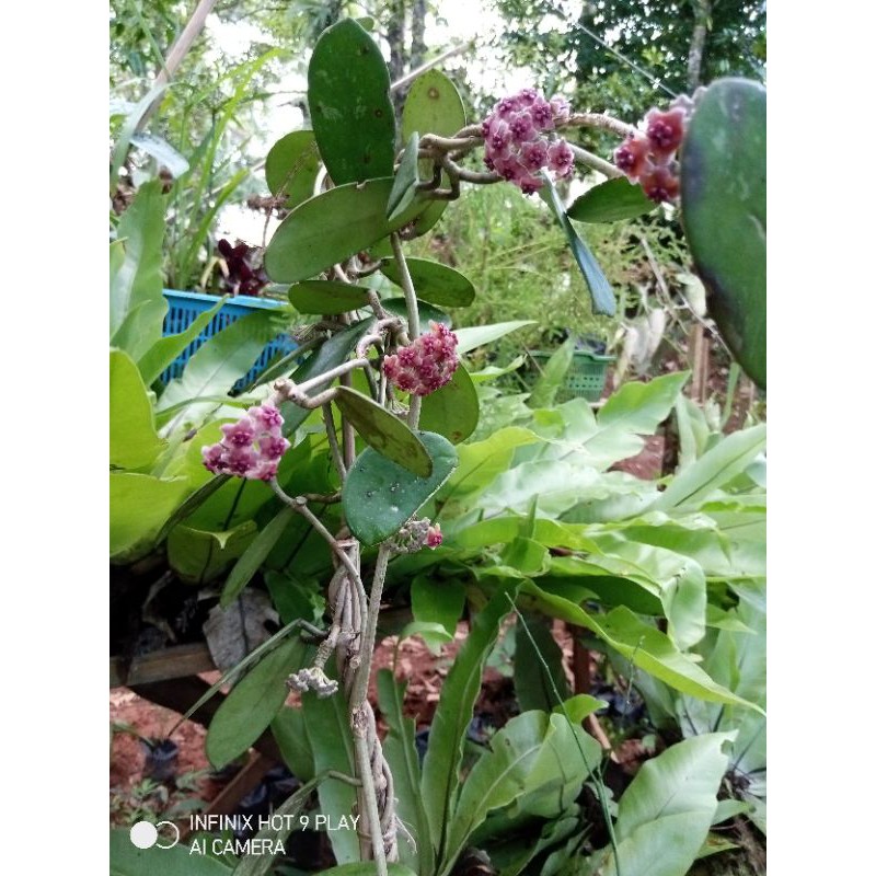 Hoya diversifolia merah