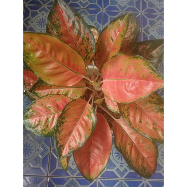 Aglonema kochin tembaga merah/monvori(koreksi)