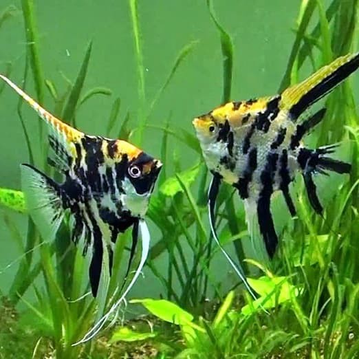 Ikan Hias Aquascape " Manfish 3 Color " Size M