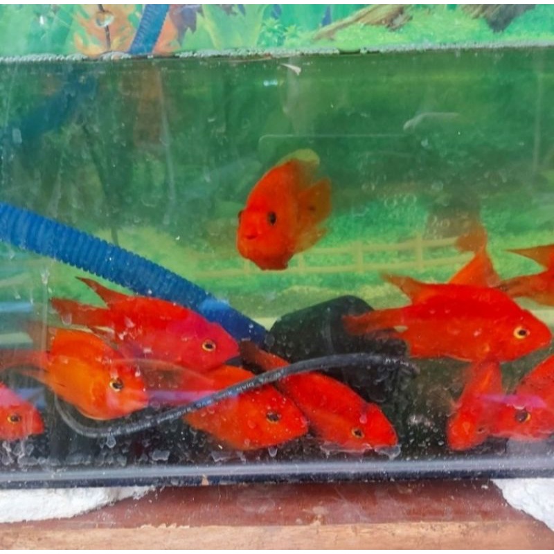 ikan red parrot