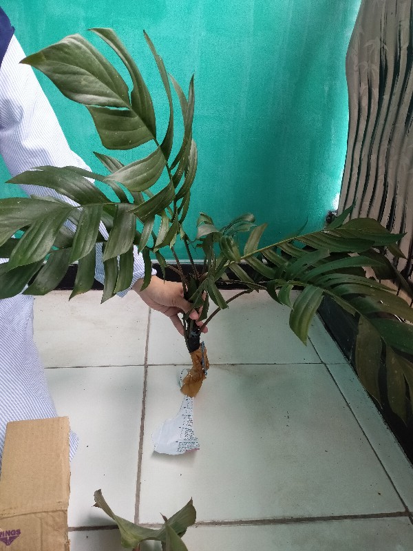 Tanaman Hias Indoor Mostera Epipremnum Pinatum/ekor Naga