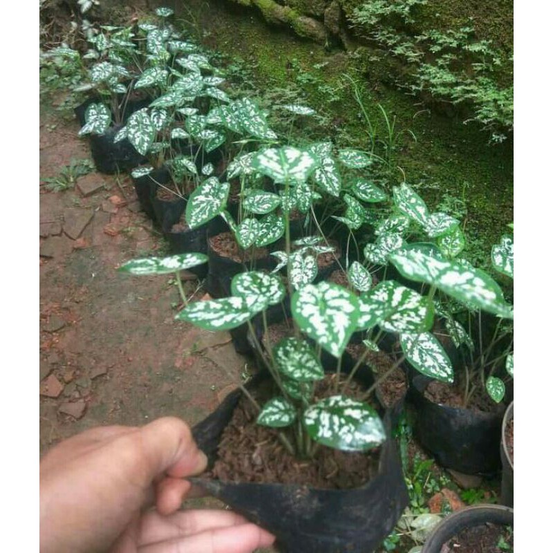 tanaman hias syngonium mini - singonium mini - syngonium