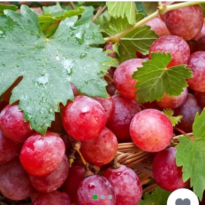 bibit tanaman anggur merah /pohon anggur merah - yf