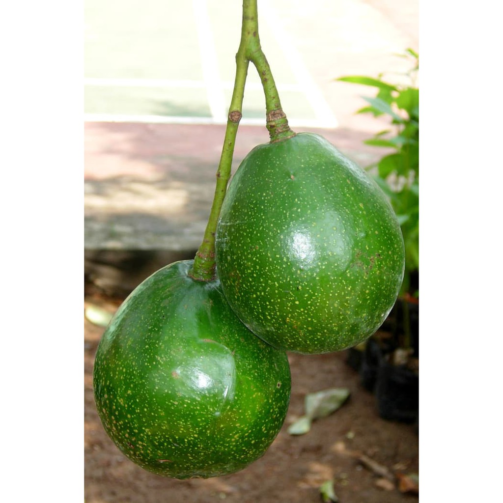 benih biji alpukat random