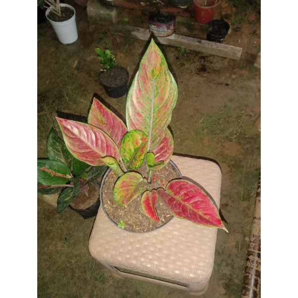aglonema hengheng merah rasa ayunindia pelgol rumpun 3