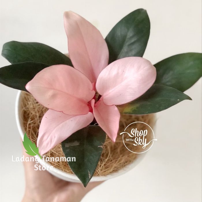 tanaman hias Philo pink kongo - philodendron pink Kongo
