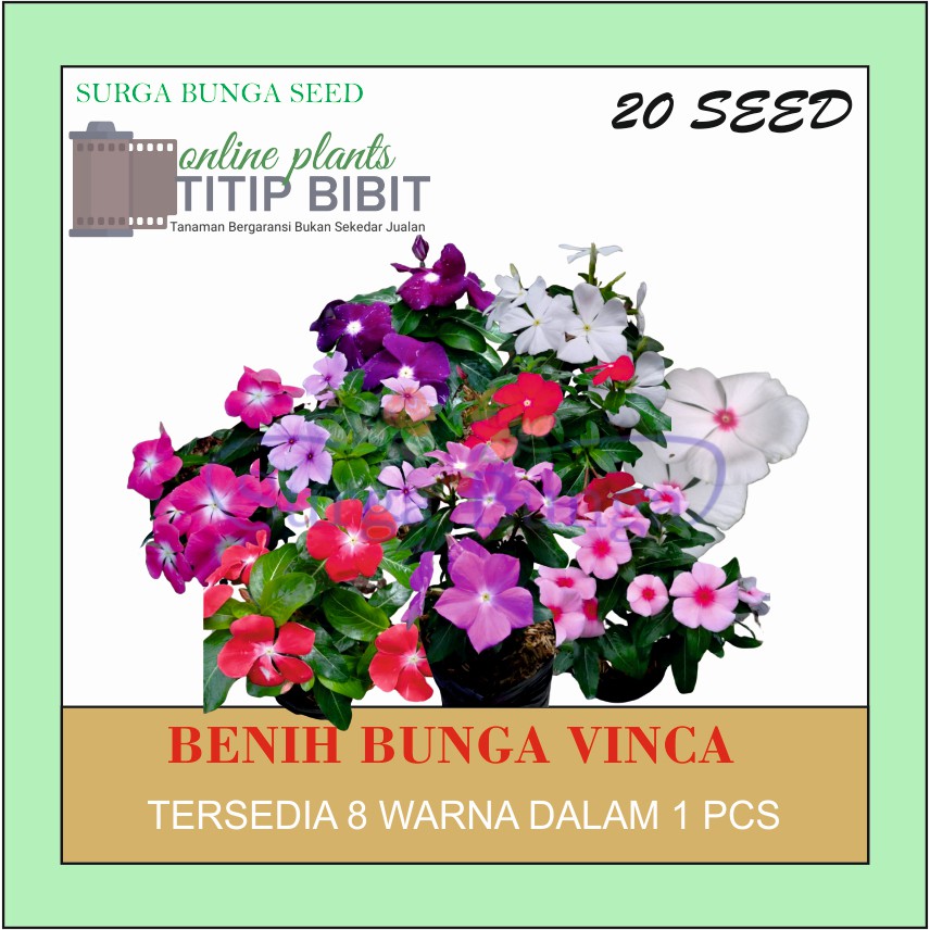 Benih Tanaman Bunga Vinca Mix 20 seed