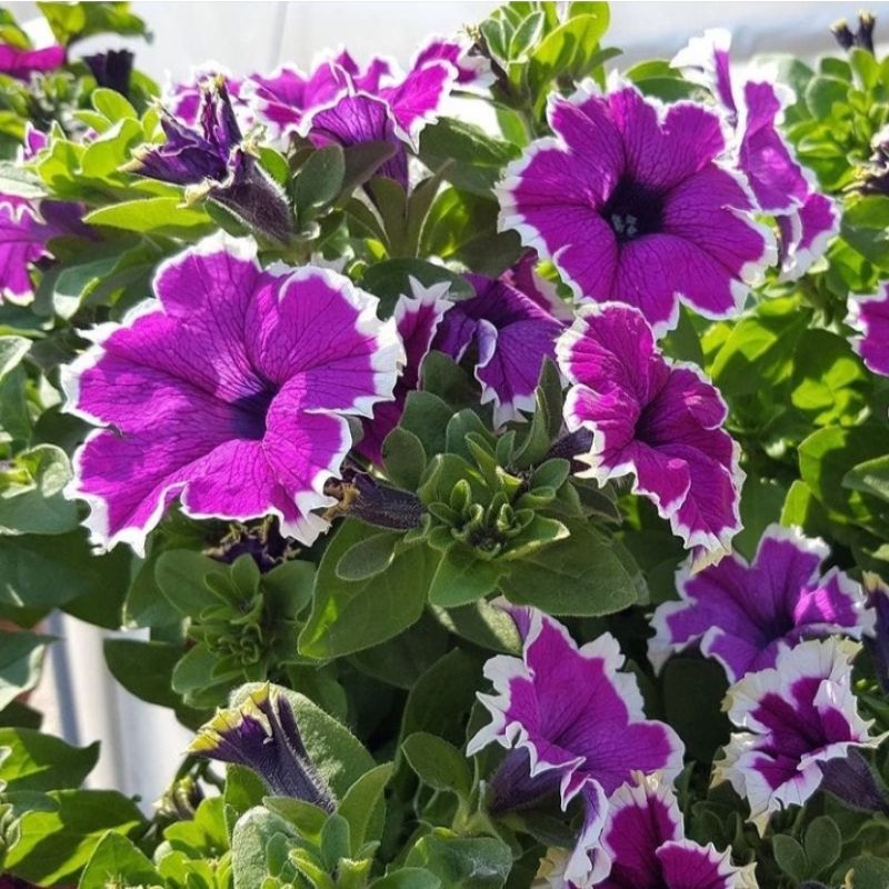 tanaman hias pot gantung petunia / bunga petunia / tanaman hias hidup bunga