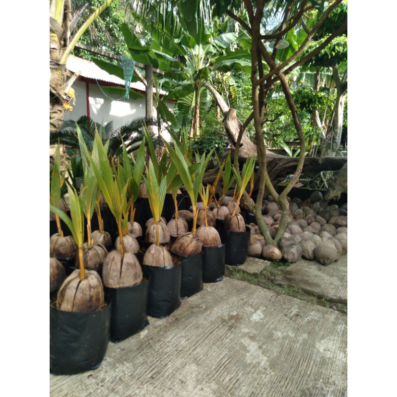 BAHAN BONSAI KELAPA GADING OREN