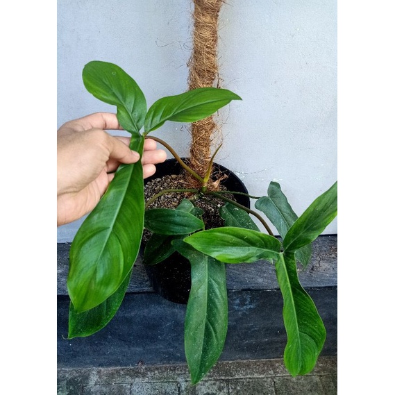 TANAMAN HIAS PHILODENDRON KODE TANAMAN BUNGA PHILO KODE TANAMAN BERKUALITAS TERAWAT