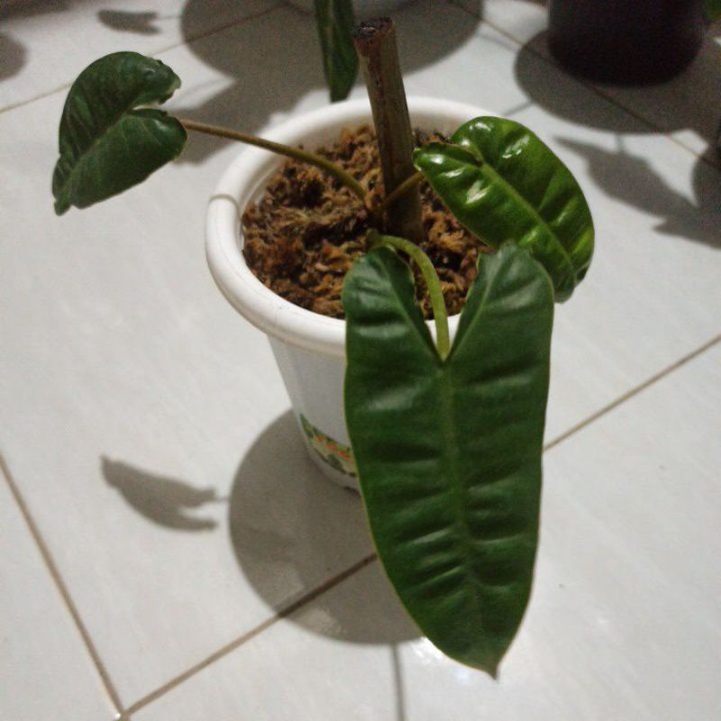 philo kabel busi bilitae ori