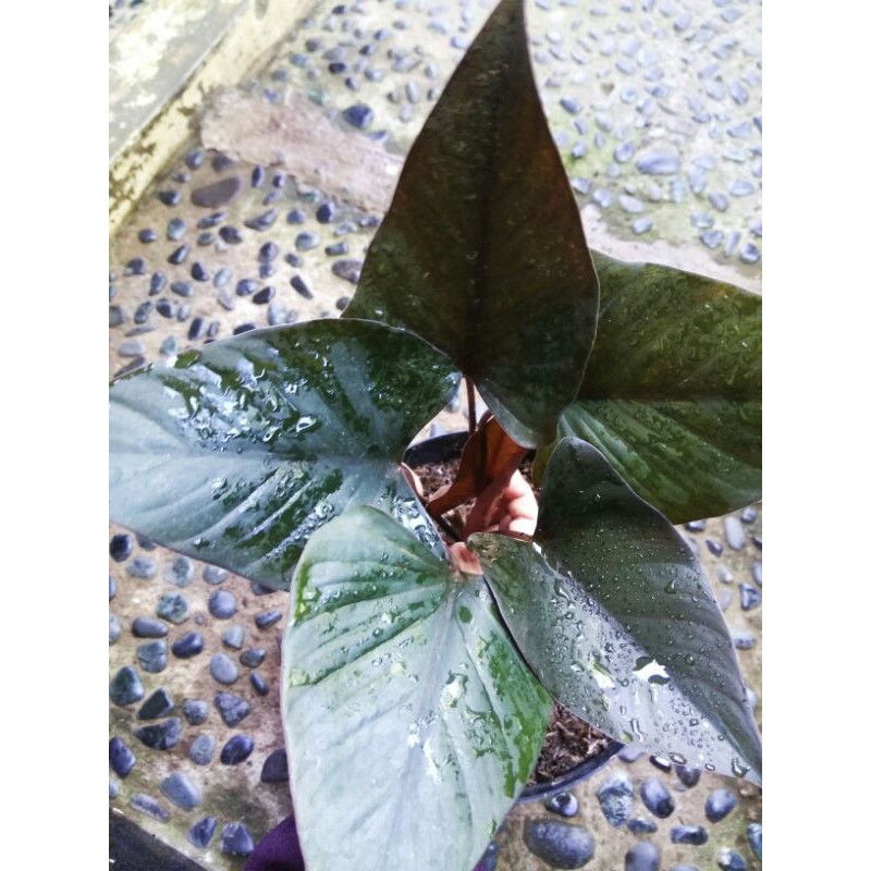 Homalomena Black