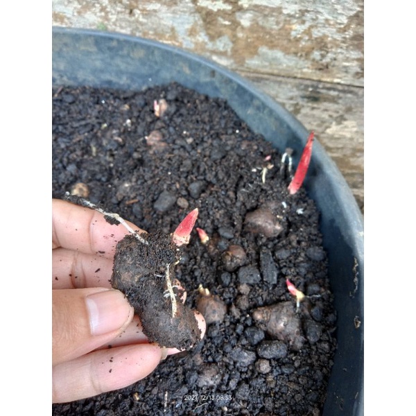 

Kunyit Hitam bertunas