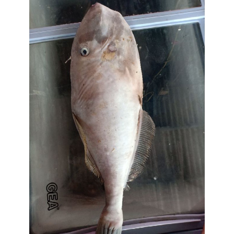 

ikan ayam ayam Segar size 1-2/ 1kg