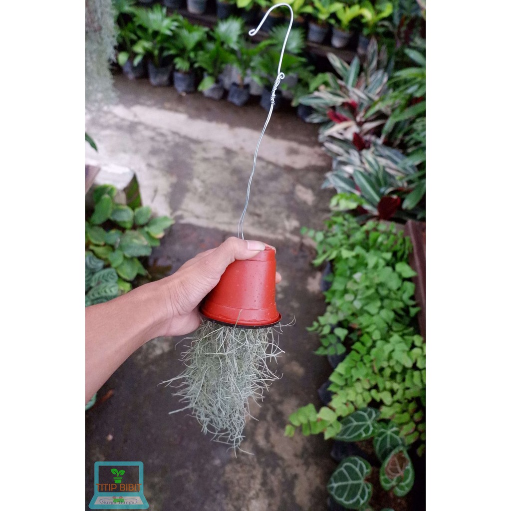 Tillandsia Jenggot Nabi Spanish Moss Tanaman Udara 25cm lebih