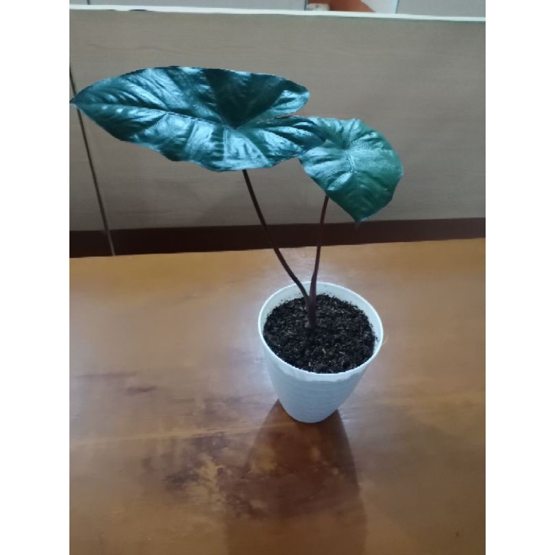 Keladi Sente Batang Hitam | JKT