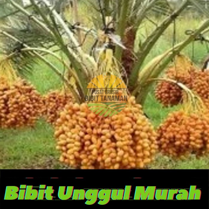 bibit kurma barhee