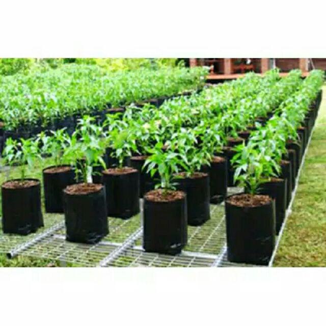 5 Benih Paprika merah Red Star F1 bibit  tanaman  sayur 