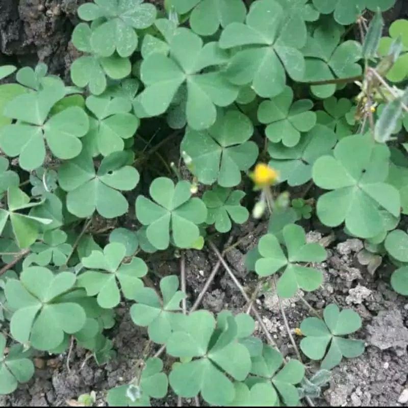 

Daun semanggi fresh 250 gr termurah