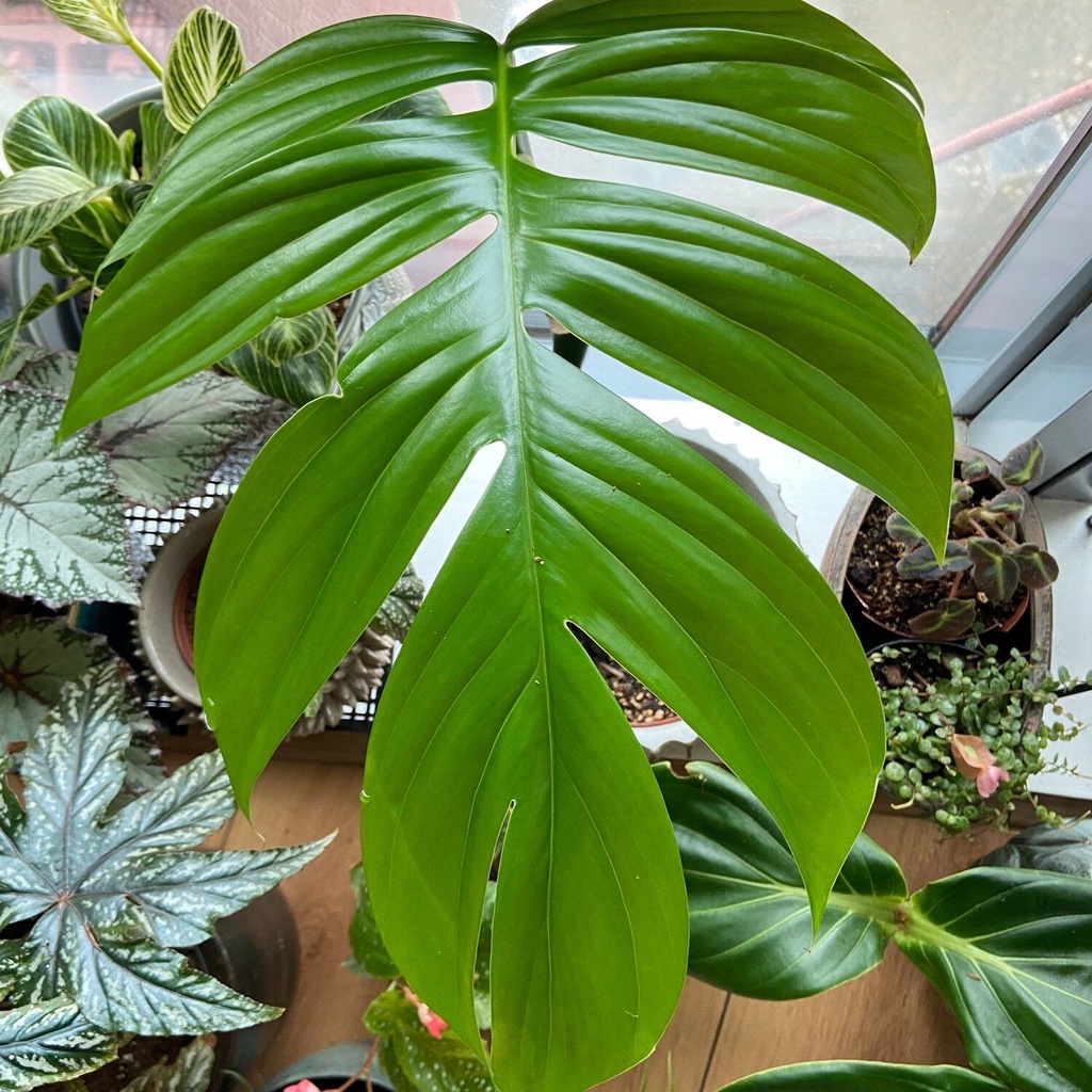 tanaman hias Rhaphidophora Decursiva