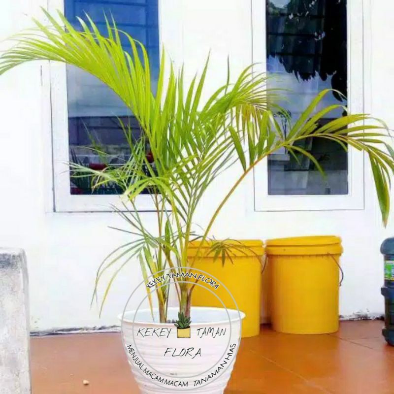Tanaman Hias Pohon Palem Kuning-Pohon Palem Kuning