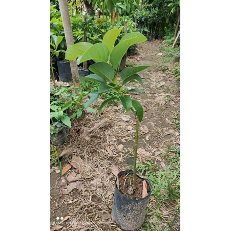 Bibit Alpukat Kendil JUMBO