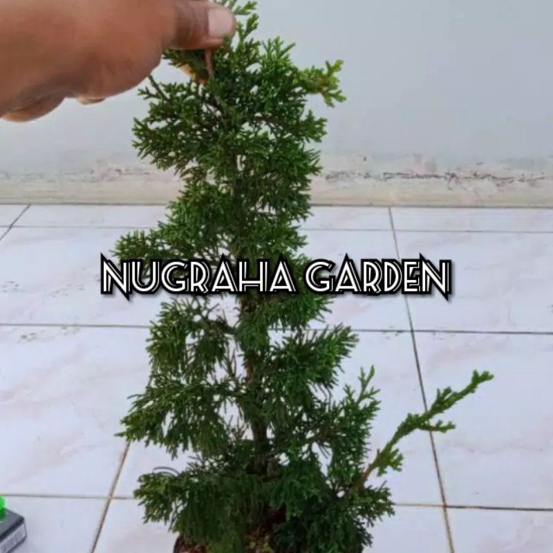 Bahan Bonsai cemara sinensis