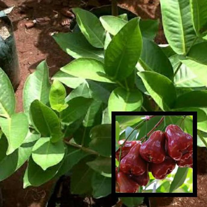 Bibit Tanaman Bibit Jambu Air Citra