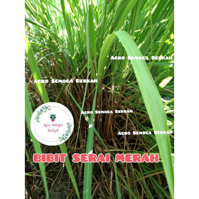 Bibit Serai Merah