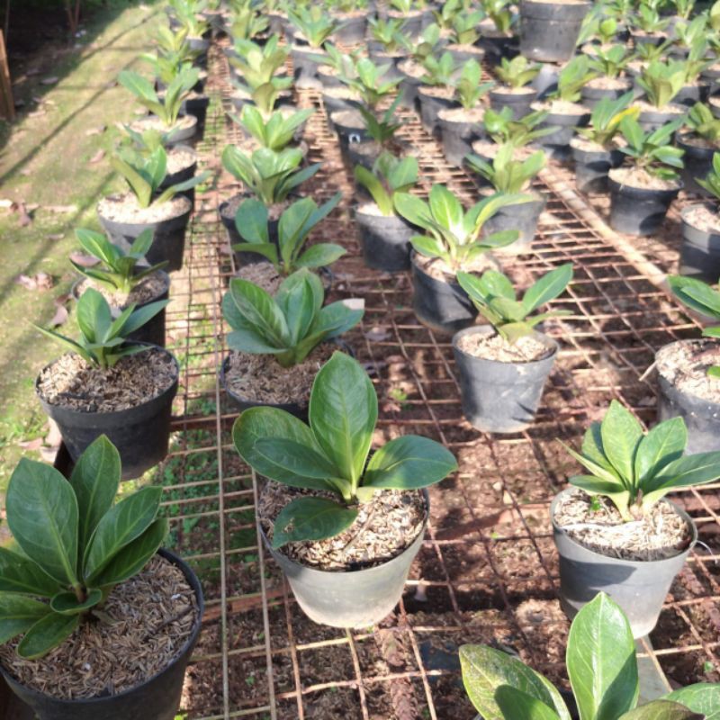 termurah tanaman hias anthurium jemani mangkok antorium jemani mangkok