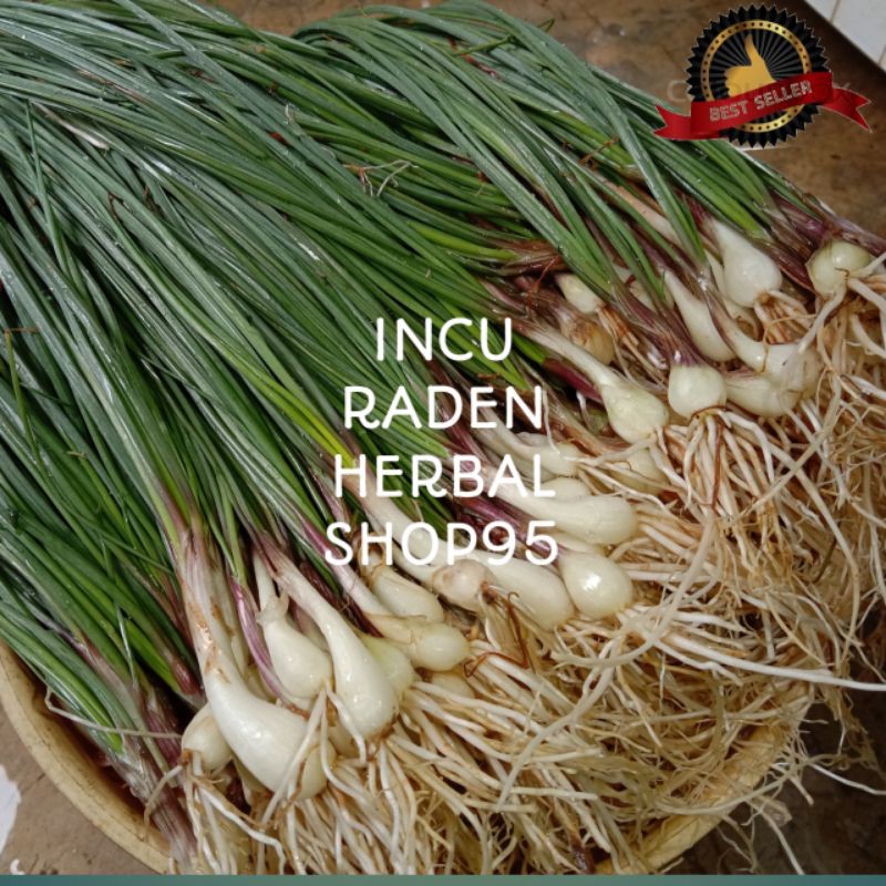 

BAWANG BATAK SEGAR 500 GRAM