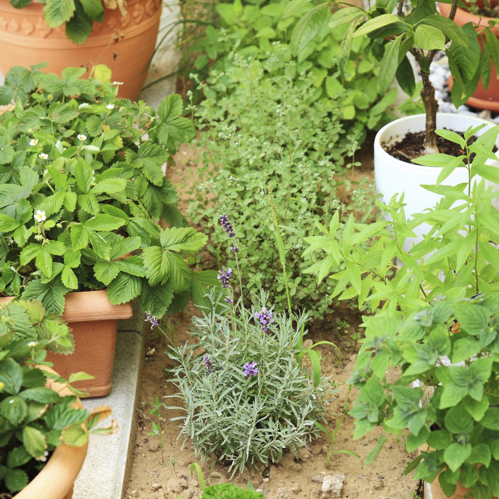 BS-BYL Benih Herbal Bibit Herb Herba Daun Mint Peppermint Lavender Basil Kale Kucai Coriander Parsley Alfalfa Grass-3