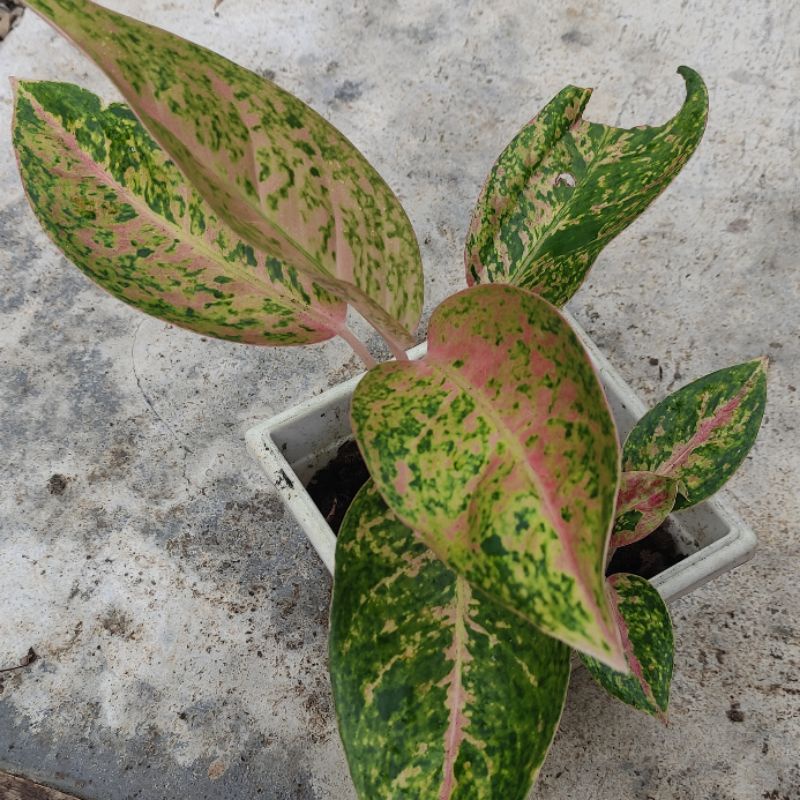 aglonema big roy murah