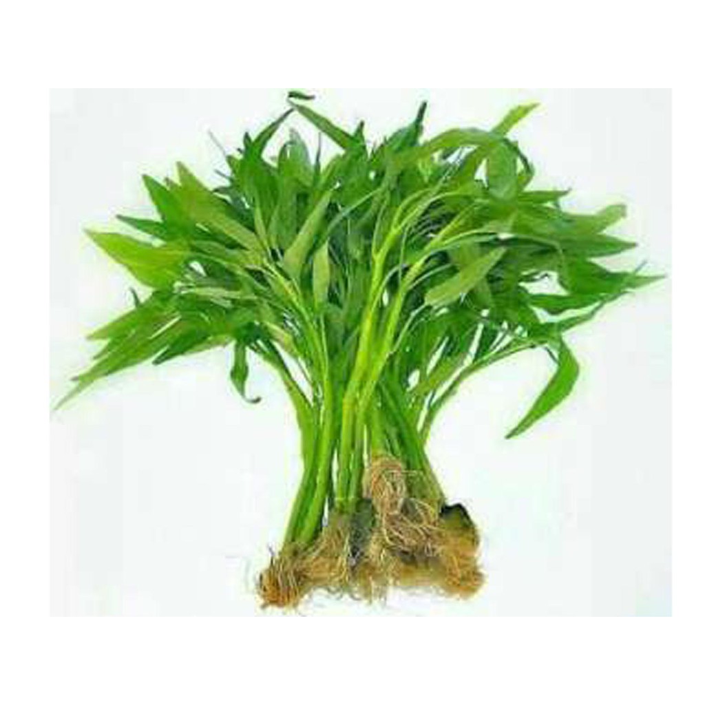 Bibit Benih Biji Sayur Kangkung Darat Bisa Ditanam Di Pot - Bibit Tanaman Sayur Kangkung Darat - COD