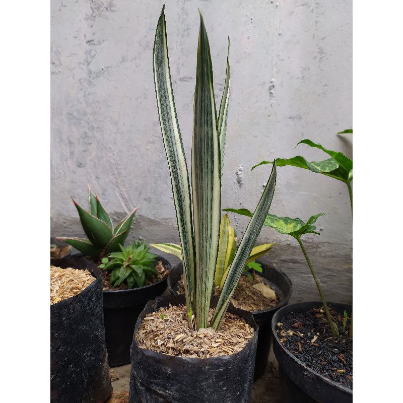 tanaman hias sanseviera samurai white