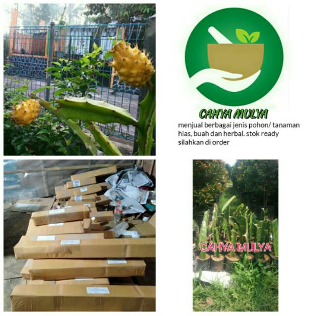 Bibit pohon tanaman buah naga kuning - tabulampot buah naga kuning