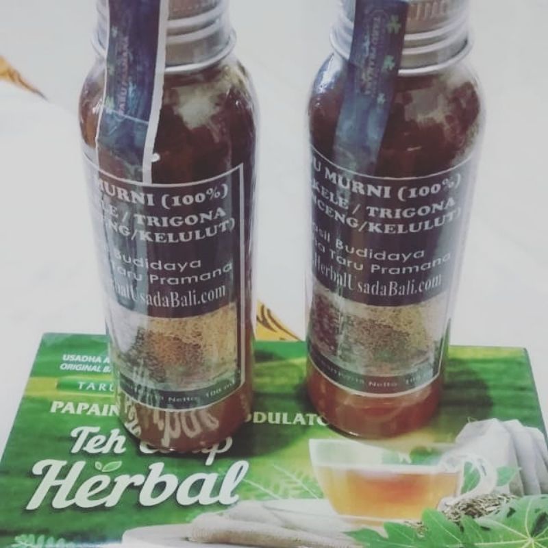 

Madu Kele kelanceng trigona