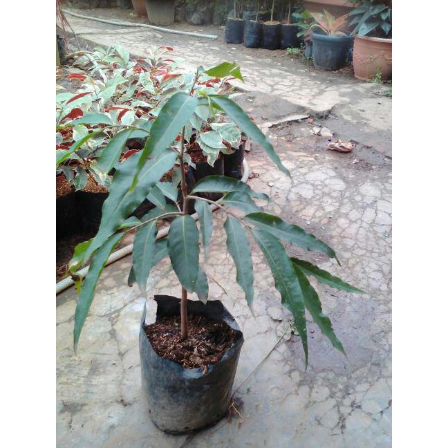 bibit pohon glodokan tiang