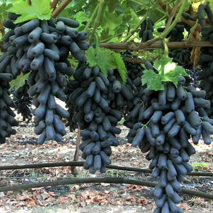 Bibit Anggur Manis Tanpa Biji