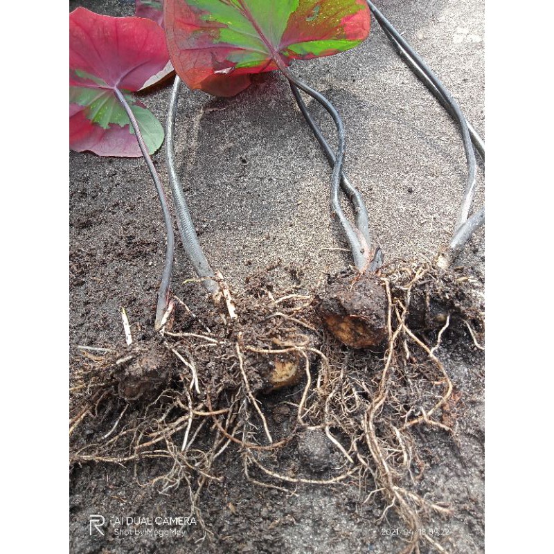Caladium Baret Dewasa / Keladi Baret Merah / Bonggol Keladi Baret