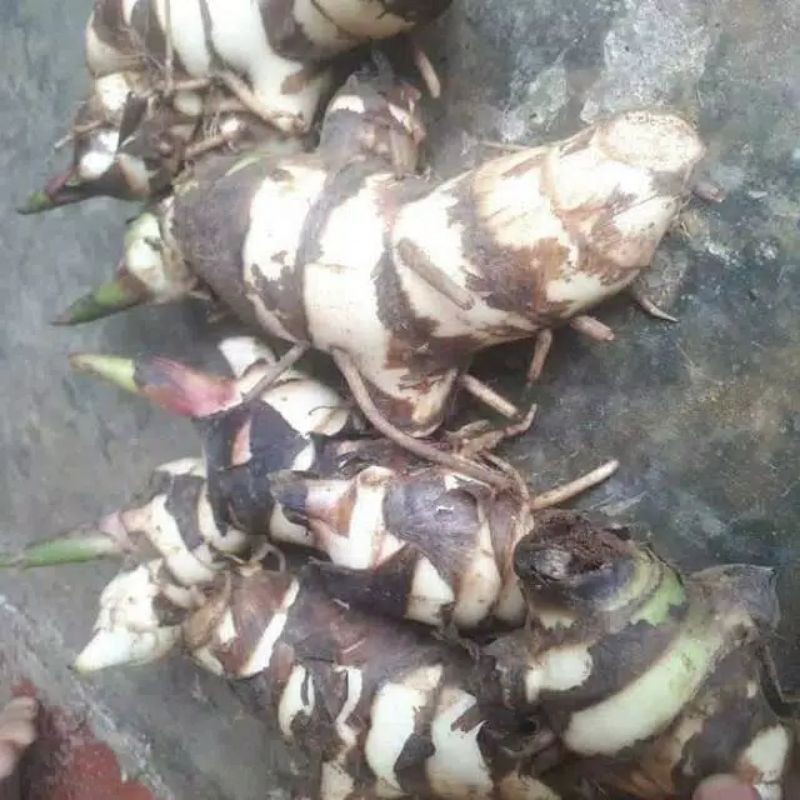 Umbi Ganyo/Umbi Ganyong merah/Umbi Ganyong Segar Fres 1kg
