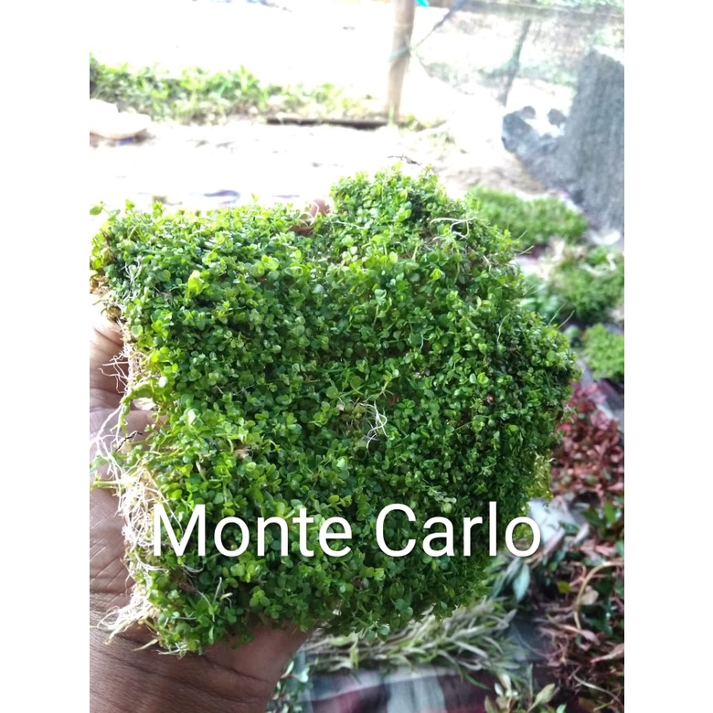 tanaman aquascape MONTE CARLO