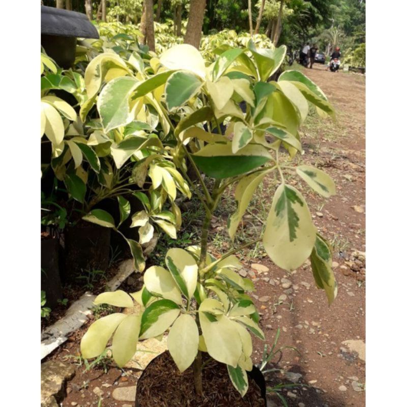 walisongo variegata berdaun lebar (super kw 1)