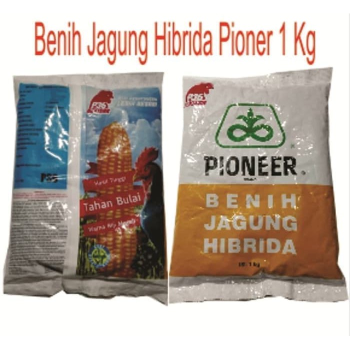 Benih Jagung Hibrida Pioneer P36 1 kg