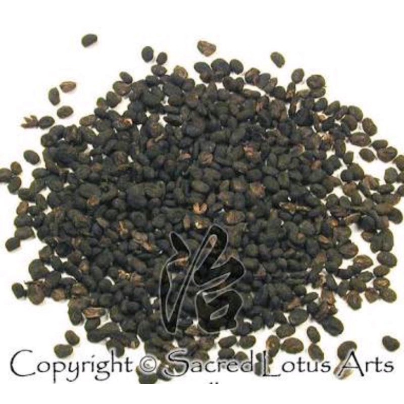 

300 G GR GRAM BU GU ZHI PO GU ZHI 补骨脂 破故纸 PSORALEA FRUCTUS MALAYTEA SCURFPEA FRUIT