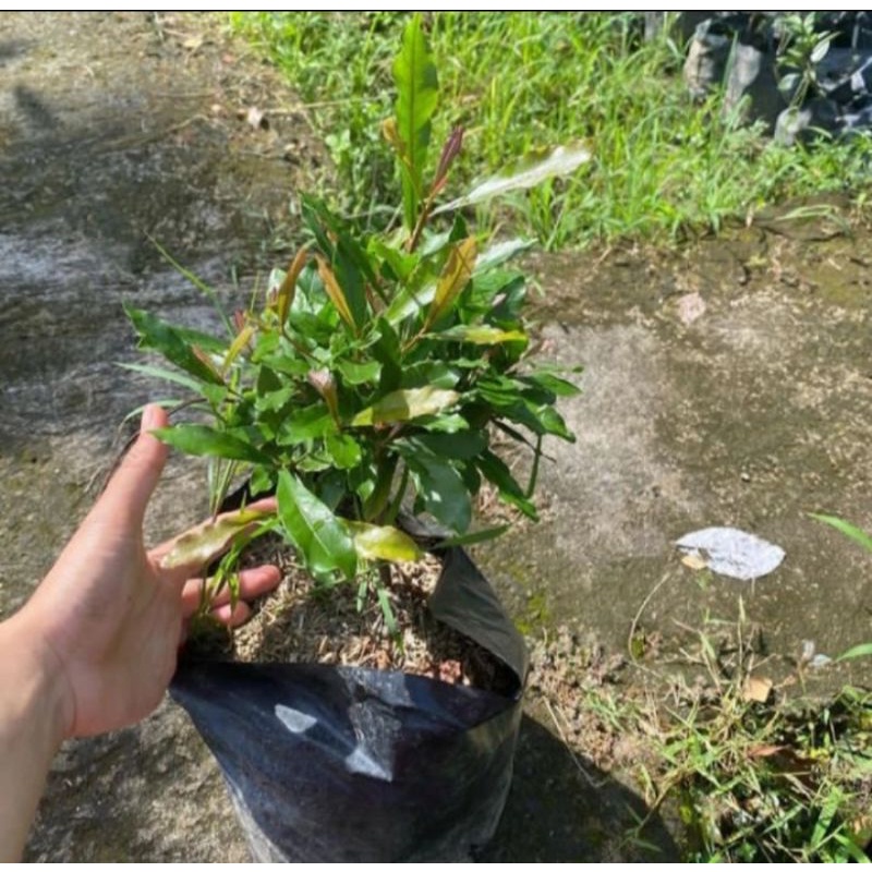 Bibit pohon buah magic fruit/Miracle fruit/Buah ajaib