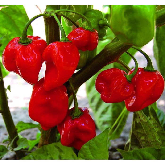 

Termurah Benih-Bibit Cabe Super Pedas Red Habanero (Haira Seed) Terlaris