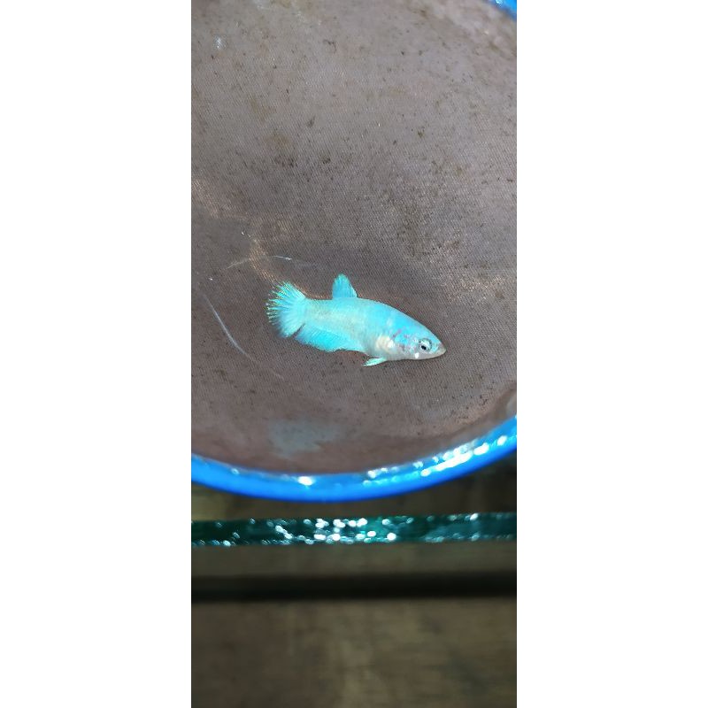 Cupang Blue Rim Line Thailand