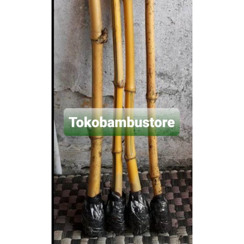 Bibit bambu kuning mini super / bibit bambu hias-az