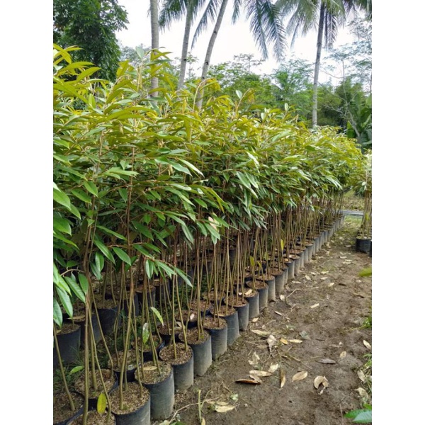 bibit durian kaki 3 okulasi